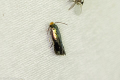 Stigmella resplendensella