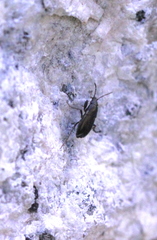 Telocoris