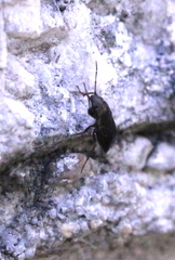 Telocoris