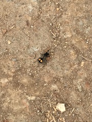 Hoplomutilla spinosa