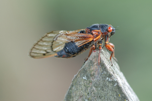 Pharaoh Cicada