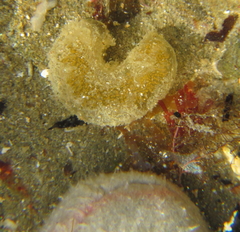 Papawera zelandiae