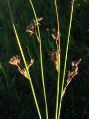 Juncus balticus ater
