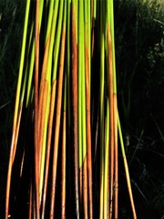 Juncus balticus ater