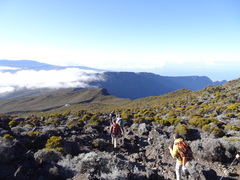 Seriphium passerinoides