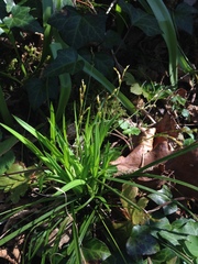 Carex digitata