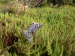 Leptotes cassius