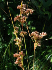 Juncus occidentalis