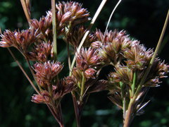 Juncus occidentalis