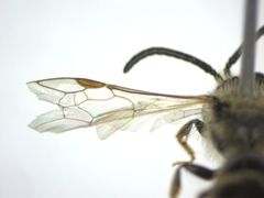 Andrena
