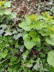 Alliaria petiolata