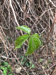 Parthenocissus quinquefolia