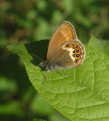 Coenonympha hero
