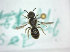 Lasioglossum