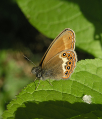 Coenonympha hero