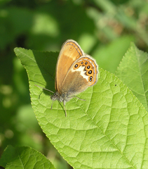 Coenonympha hero