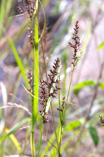Image of Scleria ciliaris by no rights reserved