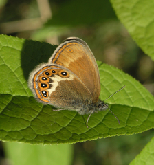 Coenonympha hero