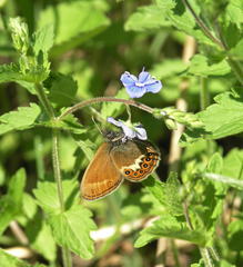 Coenonympha hero