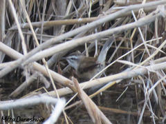 Acrocephalus melanopogon