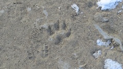 Nyctereutes procyonoides