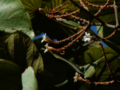 Piliostigma foveolatum