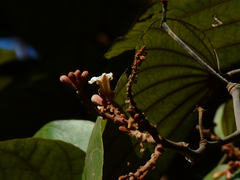 Piliostigma foveolatum
