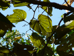 Piliostigma foveolatum