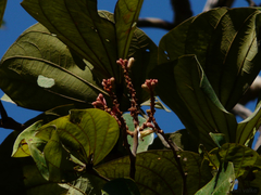Piliostigma foveolatum