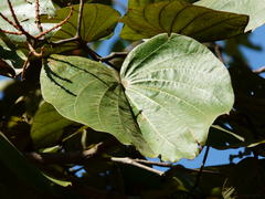 Piliostigma foveolatum