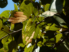 Piliostigma foveolatum