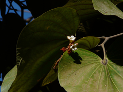 Piliostigma foveolatum