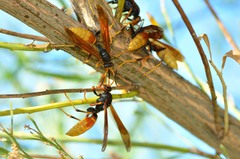 Polistes comanchus comanchus