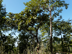 Piliostigma foveolatum