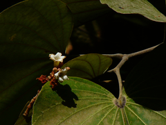 Piliostigma foveolatum