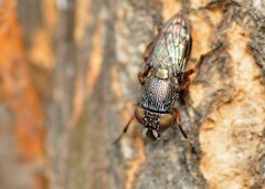 Notogramma