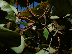 Piliostigma foveolatum
