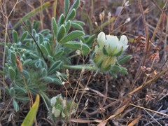 Lupinus densiflorus