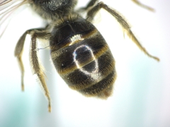 Lasioglossum