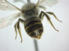 Lasioglossum