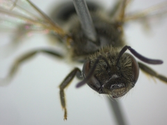 Lasioglossum