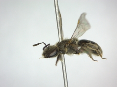 Lasioglossum