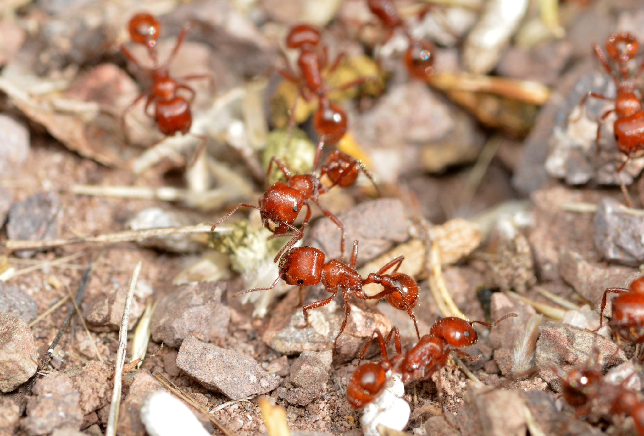 Pogonomyrmex texanus