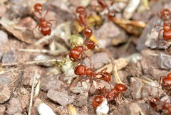 Pogonomyrmex texanus