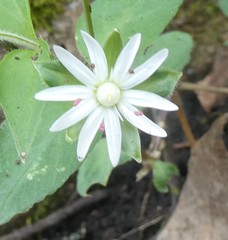 Stellaria corei