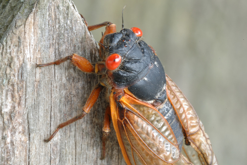 Pharaoh Cicada