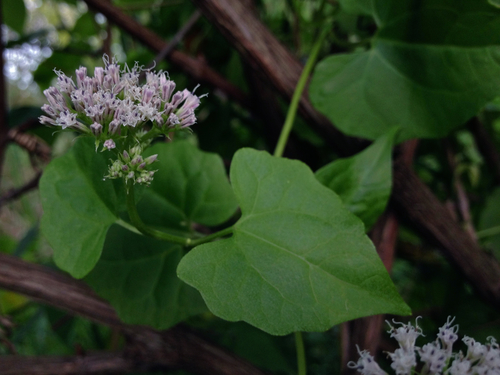 Variety Mikania scandens scandens · iNaturalist