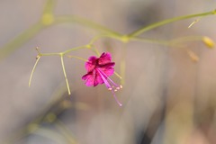Boerhavia gracillima