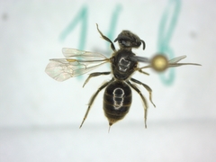Lasioglossum