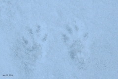 Nyctereutes procyonoides